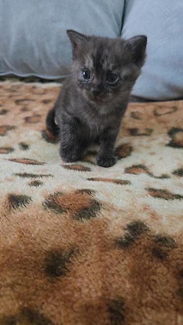 кошка маленькие: Отдам только в хорошие руки! К лотку приучен! Котёнок, окраса — 2