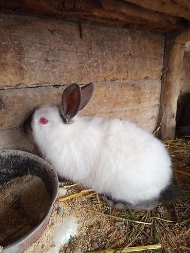 Үй жаныбарлары: Кролик (порода с «сиамским»/гималайским типом окраса) - Окрас: белый — 1