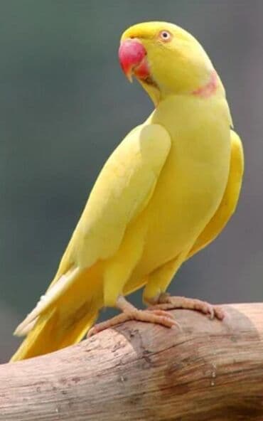 домашняя курица бишкек: Птенцы Ожиреловых попугаев хорошо приручаются к разговору и к рукам — 10