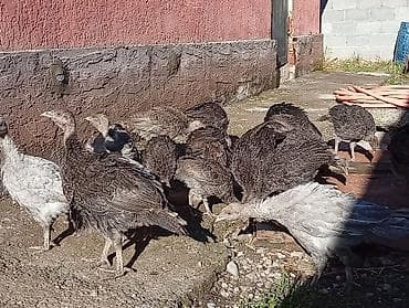 индюк тушка купить: Продаю | Индюшата | Северокавказская | Для разведения | Племенные — 4