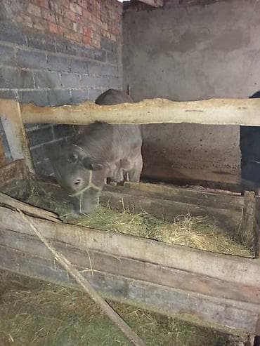 бычки бельгийская: Продаю | Бык (самец) | Полукровка | На откорм | Привязанные — 2