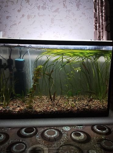 Үй жаныбарлары үчүн товарлар: Продаю аквариум полный комплект на 50 литров в комплект аквариума — 1