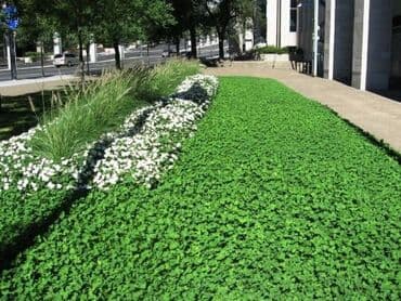 саженцы для сада: Семена КЛЕВЕРА ДЕКОРАТИВНОГО🍀 🍀 Клевер белый декоративный — 4