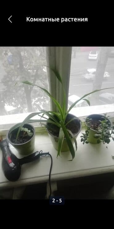 Комнатные растения