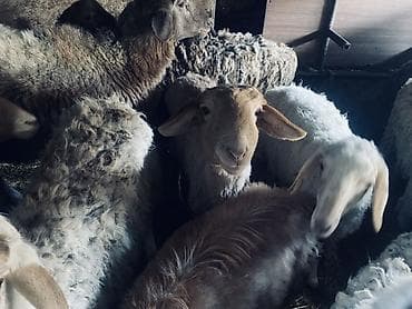 Товары и оборудование для с/х животных: Продаю | Овца (самка) | Полукровка | Для разведения | Племенные — 2