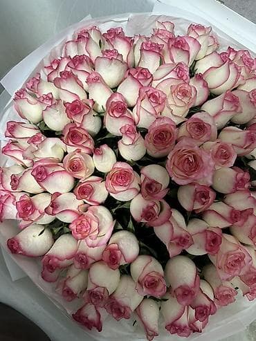 атласные розы: Букет роз «белый с розовой каймой» - Классические высокие розы с — 1