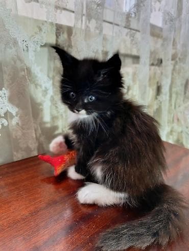 Мейн-кун мальчик . Возраст 6 недель для души под кострацию. Пушистые