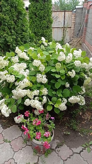 купить кустарники декоративные: Саженцы — 1