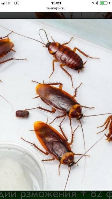 Клининговые услуги: Дезинфекция, дезинсекция, | Блохи, Тараканы, Вирусы, микробы, | Подъезды, Транспорт, Дома — 1