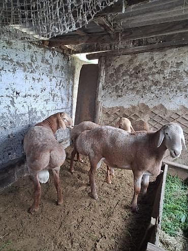 таза канду ат: Продаю | Баран (самец) | Арашан — 3