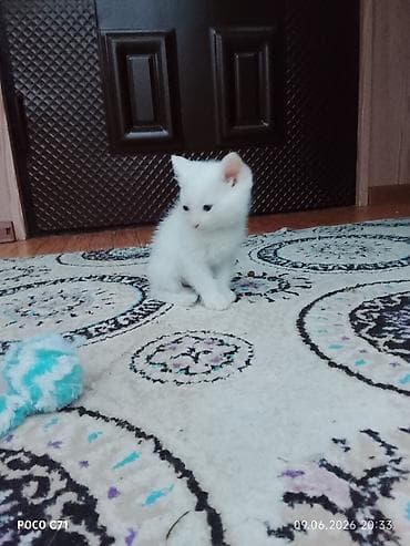 котята 1 месяц: Котята, домашние Описание: - Милые короткошёрстные котята 1 помёта — 6