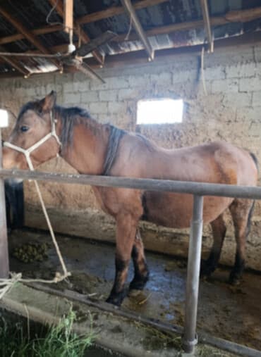 Продаю | Жеребец | Рабочий | Племенные