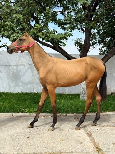 эр тоокум: Продаю | Жеребенок | Конный спорт | Племенные — 2