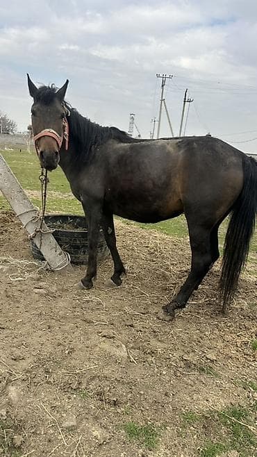 живой корм: Продаю | Кобыла (самка) | Рабочий — 4