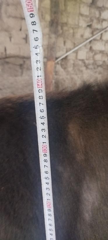 телята телки: Продаю | Корова (самка) | Для молока | Привязанные — 2