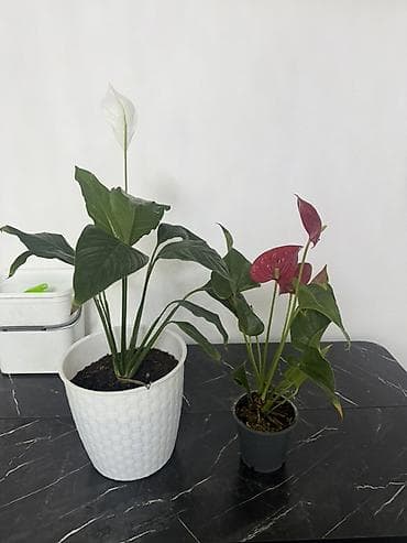 домашные светы: Комнатные растения в горшках (набор): 1) Сансевиерия (Sansevieria — 6