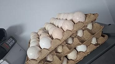корпусная мебель на заказ бишкек: Свежие куриные яйца в лотках - Натуральные, столовые яйца со светлой — 2