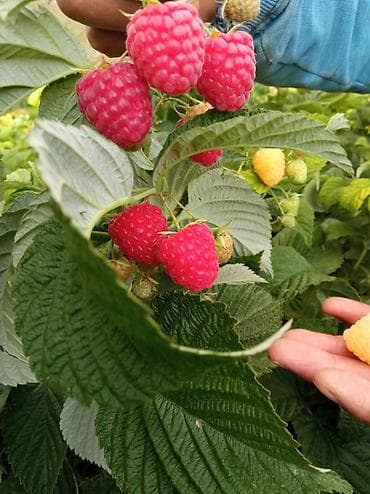 Дом и сад: Саженцы малины продаем .ОКС,ЗКС.только Ватсапп — 1