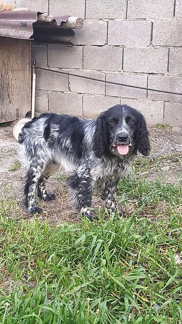 швицкая порода: Английский кокер-спаниель, черно-пегий (blue roan). Средний размер — 1