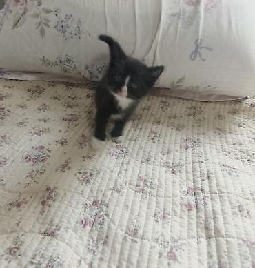 Британские котята, помёт из 4 малышей: 3 девочки и 1 мальчик - — 4