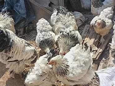 Животные: Продаю | Куры | Брама | Для разведения — 2