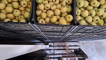 ленинский участок: 600 соток, Действующий, С оборудованием, Электричество — 6