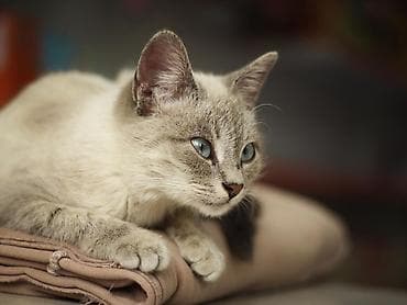 голубе: Продаю котёнка примерно 3 месячный ( точный пол мы не знаем ) сам он — 5