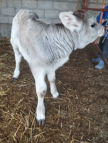 кошки вислоухие: Продаю | Музоо, торпок | На откорм | Привязанные — 5