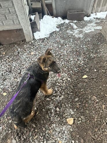 Аквариумдар: Щенок немецкой овчарки с паспортом и всеми прививками, возраст 4 — 10