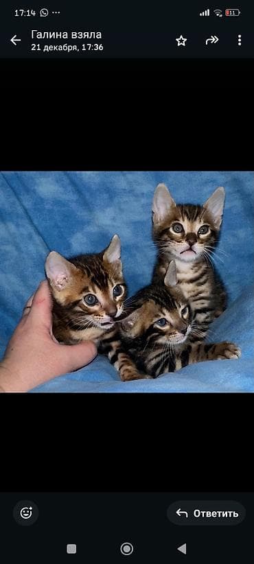 кошки жалал абад: Бенгал, 1 айлык, Эркек, Шоколад, Лотокко барууга үйрөтүлгөн, Курттардан тазаланган, Документтери менен — 8