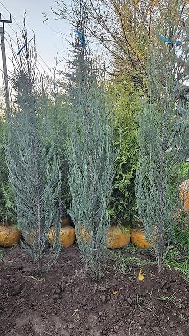 вечный спичка: Газонные семена и почвосмеси для газона - Марки: Green Field — 9