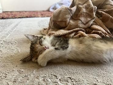 скорый: Кошка даром: Беспородная, 2 месяца, Девочка, Приучена к лотку, Проглистована, С прививками — 6