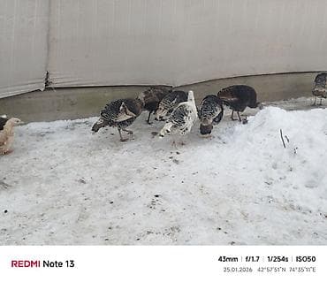 Грызуны: Продаю | Индюк (самец) | Для разведения | Племенные — 5