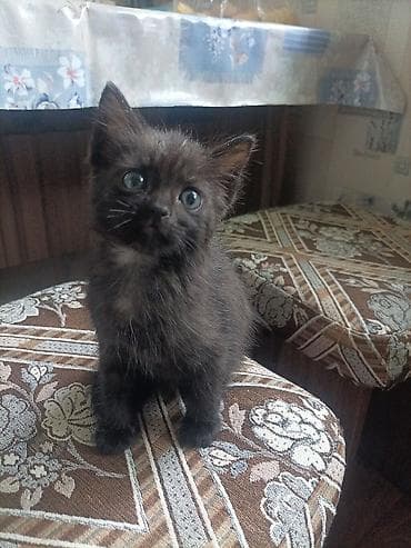 chow chow: Кошка даром: Беспородная, 1 месяц, Девочка, Приучена к лотку — 1
