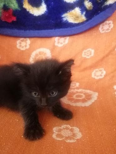 миниатюрные кошки: Черный котёнок с пушистой шерсткой и серо-голубыми глазами — 3