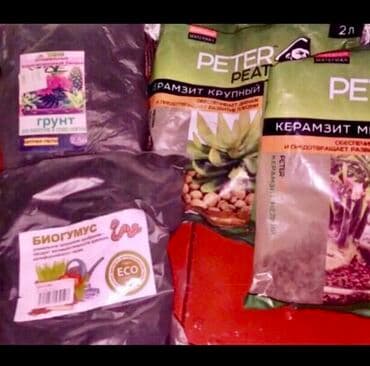 комнатные растения из голландии в бишкек каталог: Фотографии уже устарели. Теперь все алоэ намного выше и больше! — 4