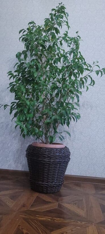 искуственные растения: Кашпо, ратанг, ротанг, гаршок, декор, клумба, ваза, подарок, новый — 3