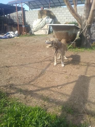 гуси мамуты купить: Щенок борзой (помёт деревенского типа) - Порода: борзая (длинноногий — 2