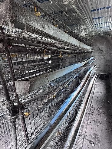 промышленный фильтр: Многоярусные клетки для птицы, предназначенные для содержания — 2