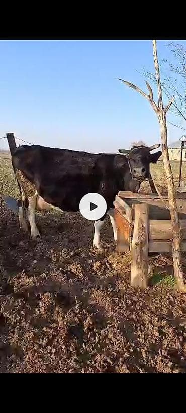 Аквариумы: Продаю | Корова (самка) | Для молока | Привязанные — 1