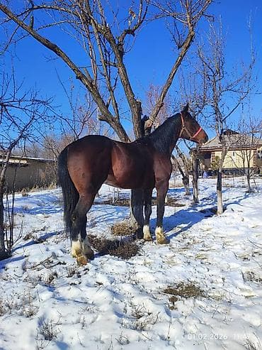 lada 2101: Другая сельхозтехника — 2