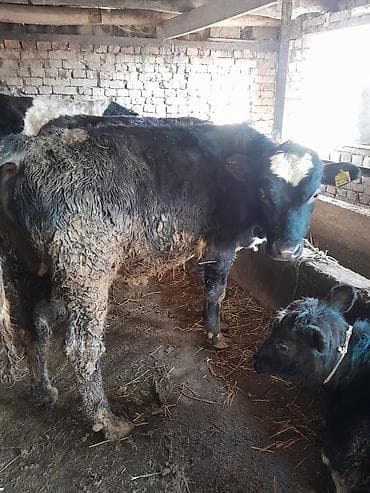 Животные: Продаю | Бык (самец) | На откорм | Привязанные — 2