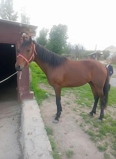 сидло для лошади: Продаю | Конь (самец) — 1