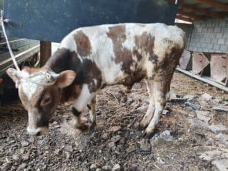 сколько стоит порода собаки доберман: Продаю | Бык (самец) | Герефорд, Алатауская | Для разведения, На откорм — 2