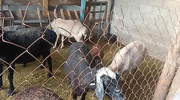 Продаю | Овца (самка) | На забой | Матка