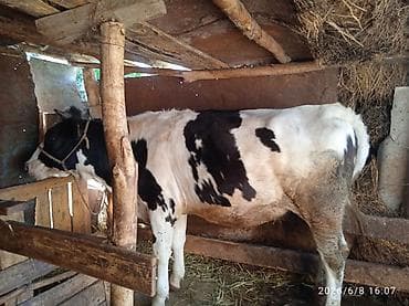 кубинский питбуль цена: Продаю | Корова (самка), Музоо, торпок | Ангус — 3