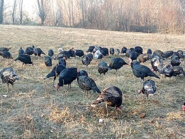 купить кошку бишкек: Продаю | Индюк (самец) | Для разведения | Племенные — 1