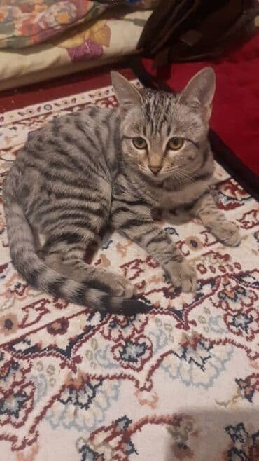 Иттер: Котёнок с классическим серым тигровым окрасом (мраморные/полосатые — 1