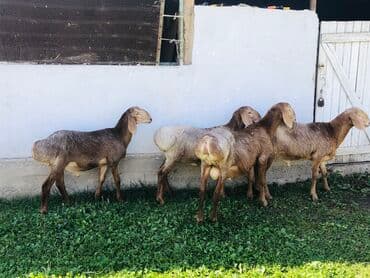 продажа щенков немецкой овчарки в бишкеке с документами: Продаю | Баран (самец) | Для разведения — 1