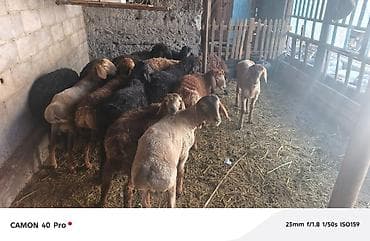 Үй жаныбарлары: Сатам | Кочкор (эркек) | Аргын | Көбөйтүү үчүн — 8